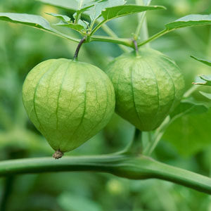 tomatillo-300