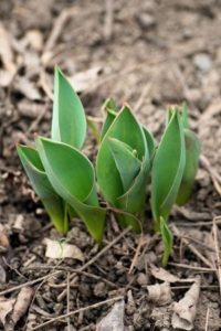 Necessary Roughness: Sprouting Tulips